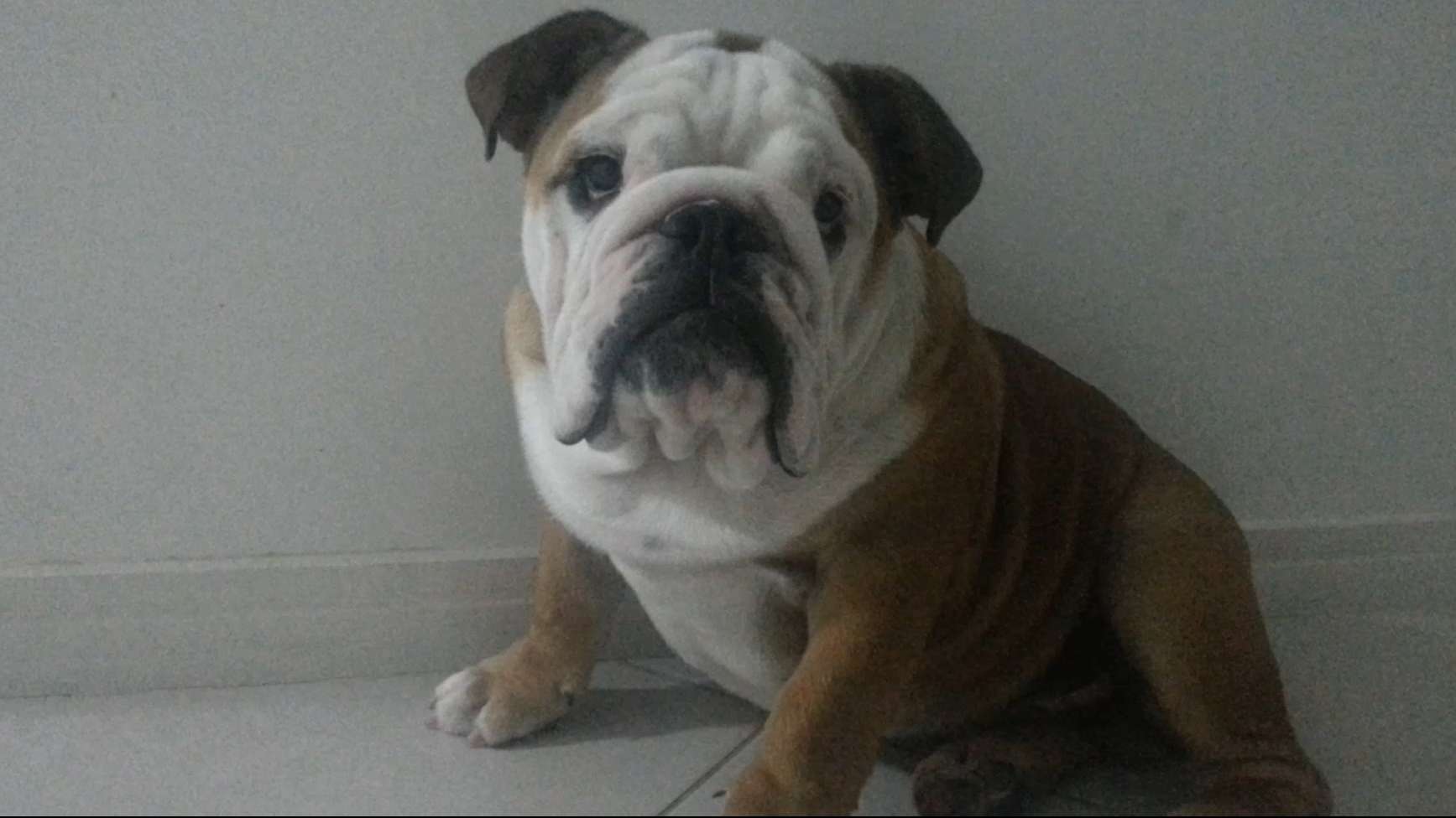 English bulldog 6 months old COS.TV English bulldog 6 months old COS.TV