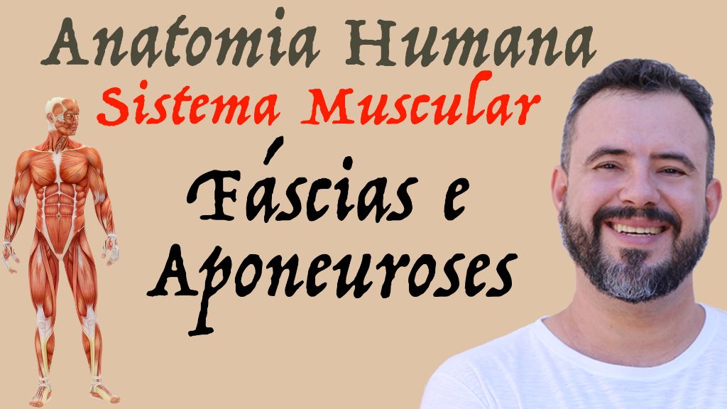 anatomia-humana-sistema-muscular-f-scias-e-aponeuroses-anatomia